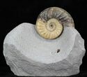 Stunning Asteroceras Ammonite - Great Display! #30742-1